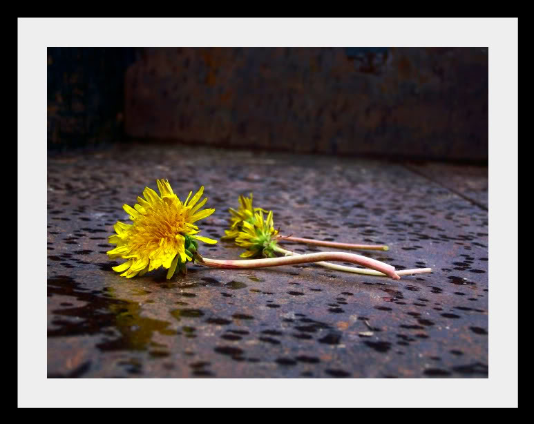 100_76923Dandelions-1-1.jpg