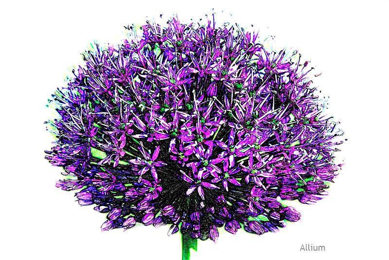 Allium.jpg