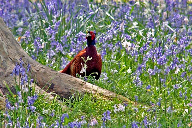 BBellPheasant.jpg