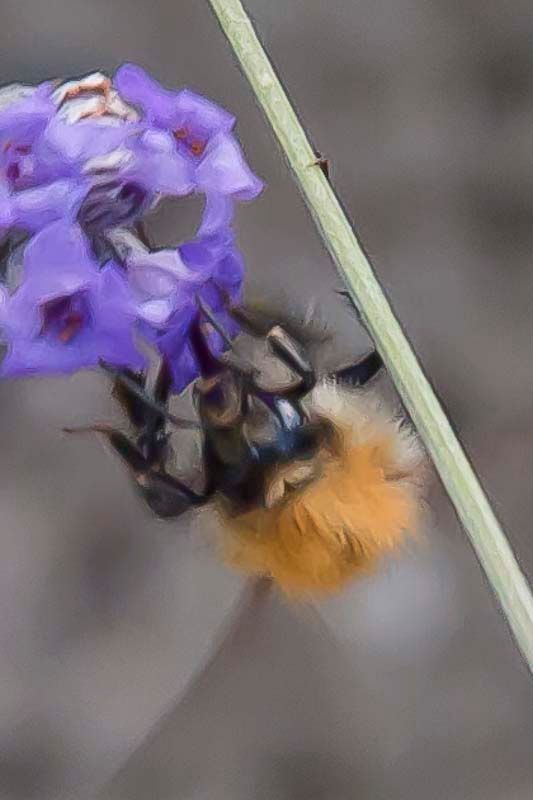 Bees-5.jpg