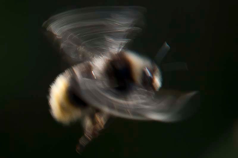 Bees-7.jpg