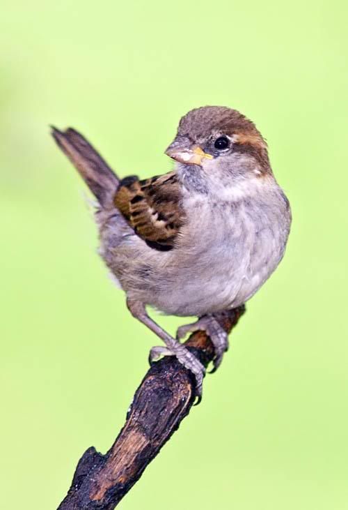 Cheeky-Sparrow.jpg