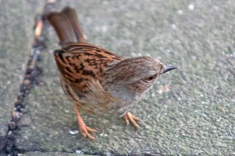 Dunnock.jpg