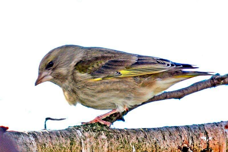 FMalegreenfinch.jpg