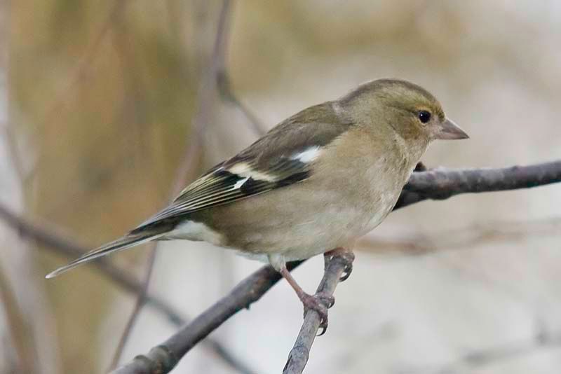 FemaleChaffinch.jpg