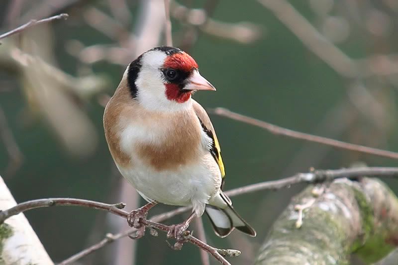 Goldfinch-filtered.jpg