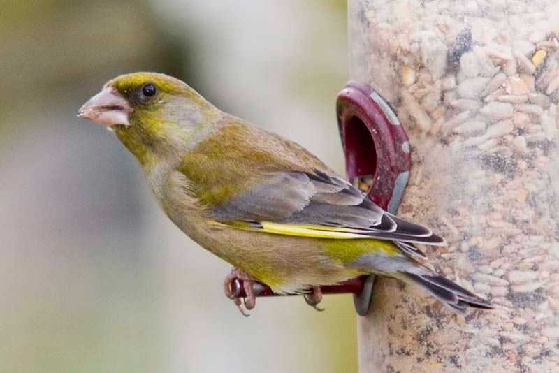 Greenfinch-1.jpg