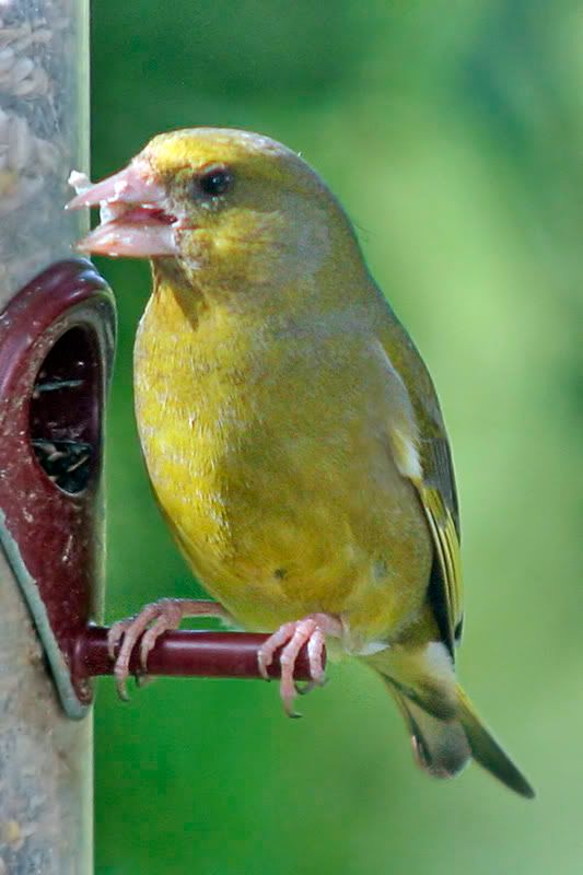 Greenfinch.jpg