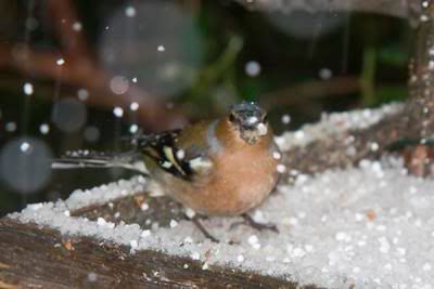 Hail-C-Finch.jpg