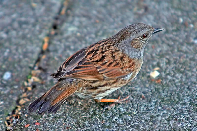 Hedge-sparrow_filtered.jpg