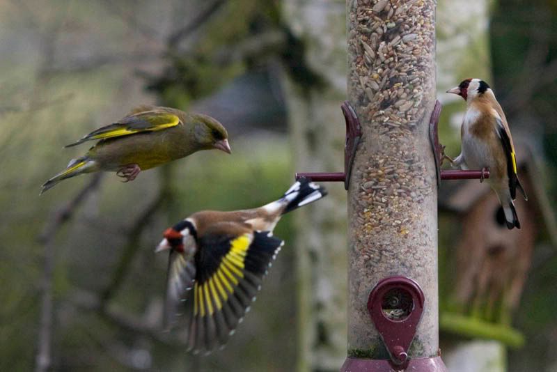 IncomingGreenFinch.jpg