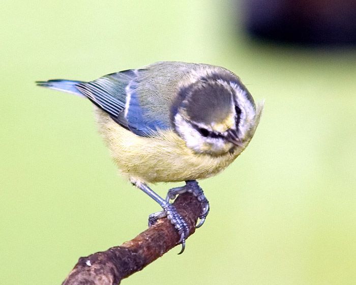 Inquisitavebluetit.jpg