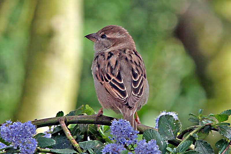 Ladysparrow-1.jpg