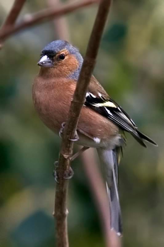 MaleChaffinch-1.jpg