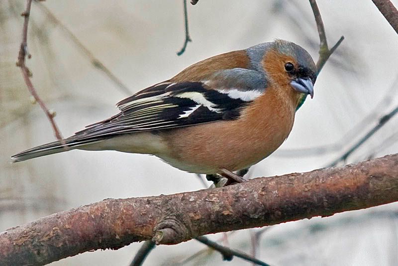 MaleChaffinch-2.jpg