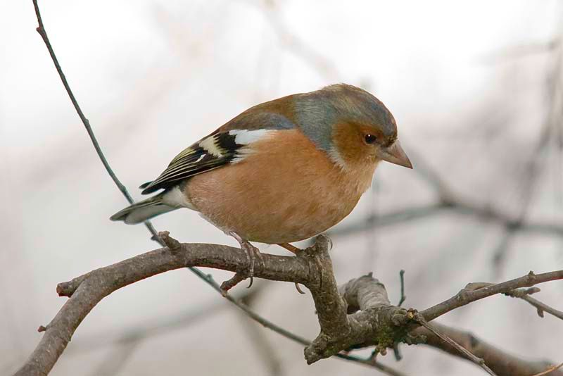 MaleChaffinch.jpg