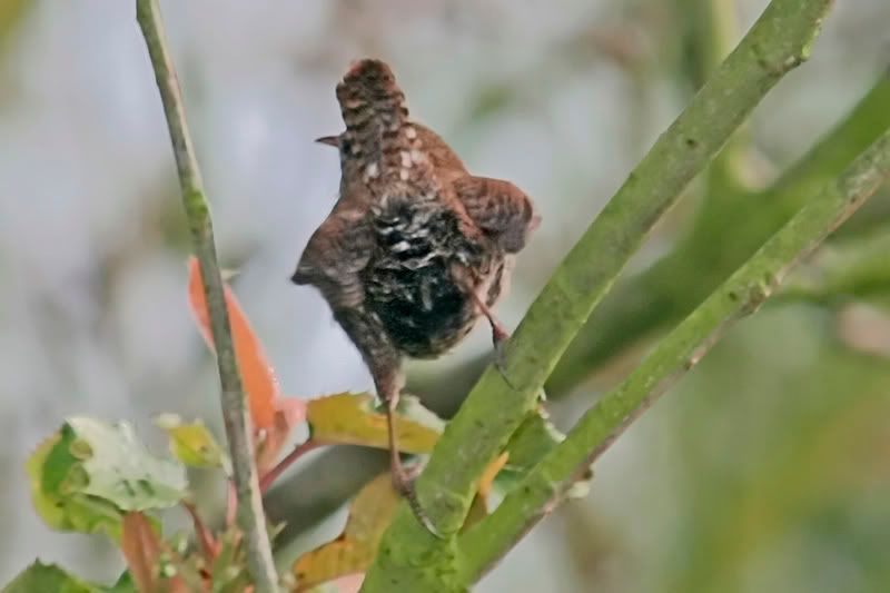 Mooning-wren.jpg