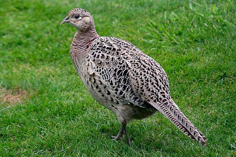 Pheasant-for-lunch.jpg