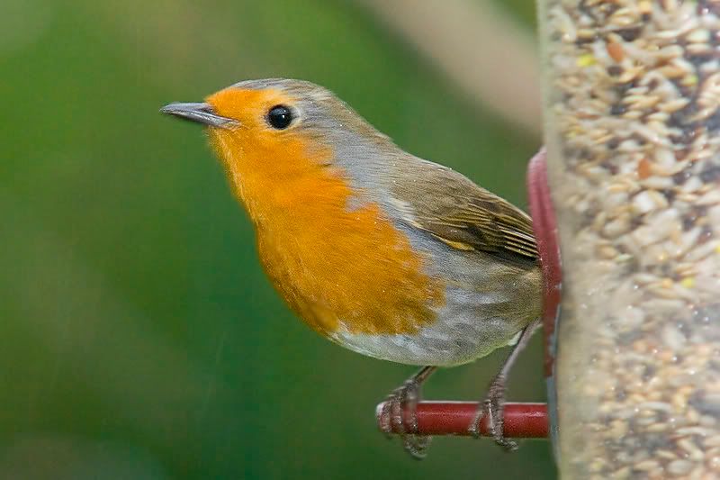 Robin-in-the-rain.jpg