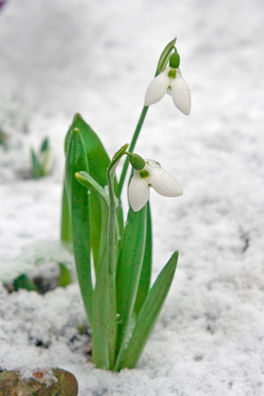 Snowdrop1.jpg