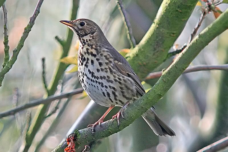 Songthrush_filtered.jpg