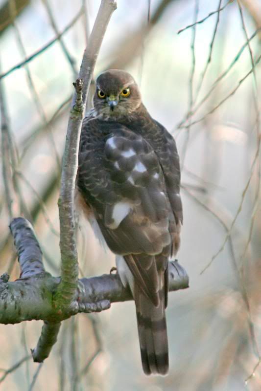 Sparrowhawk.jpg