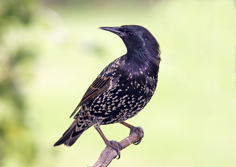 Starling-1.jpg