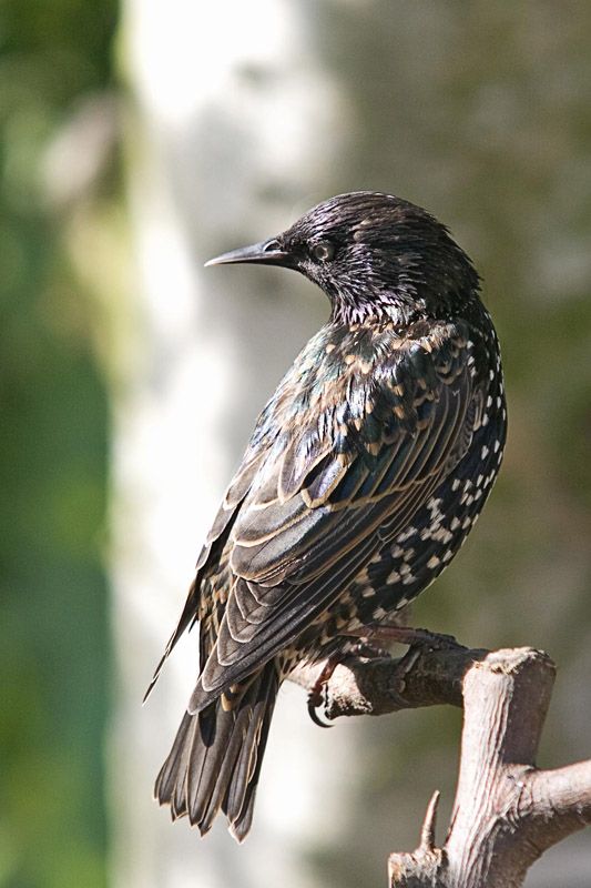 Starling1.jpg