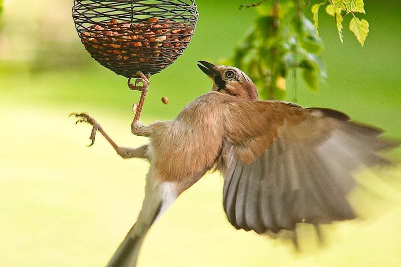 birdsJunweb1of3.jpg