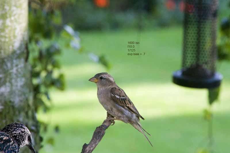 sparrow1600.jpg