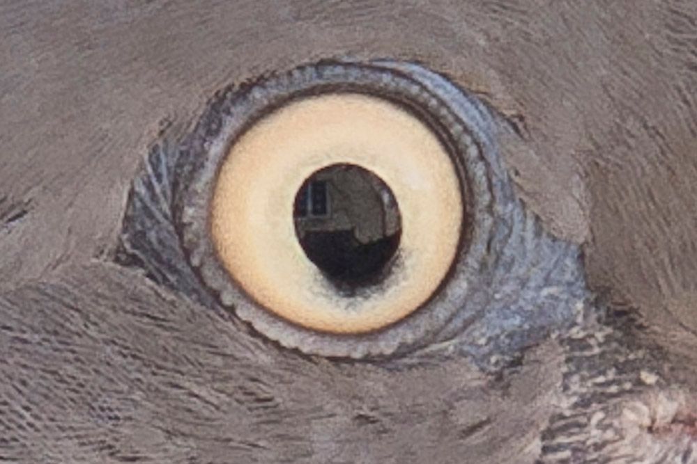 Eye-2.jpg