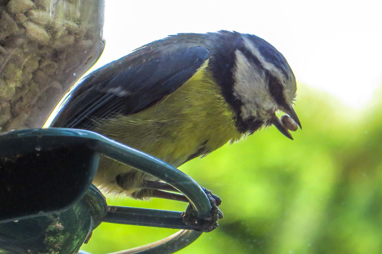 BlueTit-1_zps104289fd.jpg