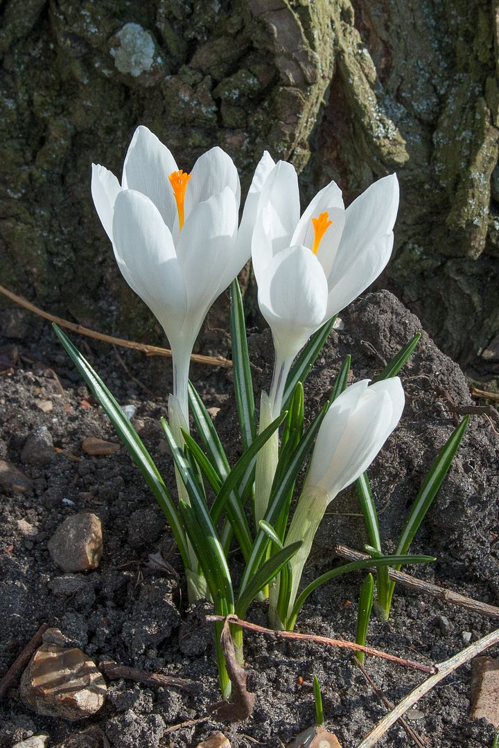 crocus1_zpse0320f3c.jpg