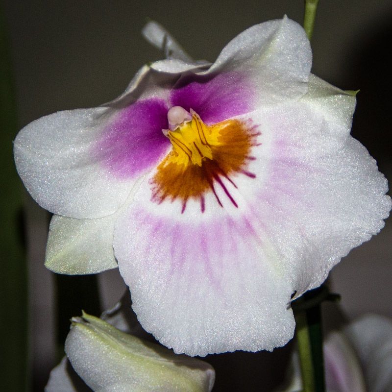 orchid-1.jpg