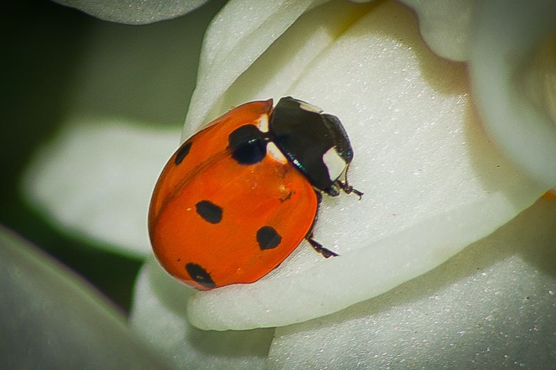 Ladybird.jpg