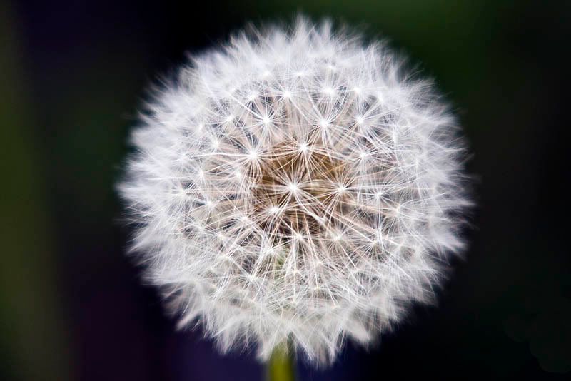 Seedhead.jpg