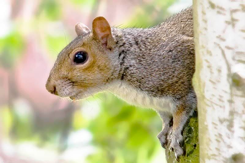 Squizzlepeeping.jpg