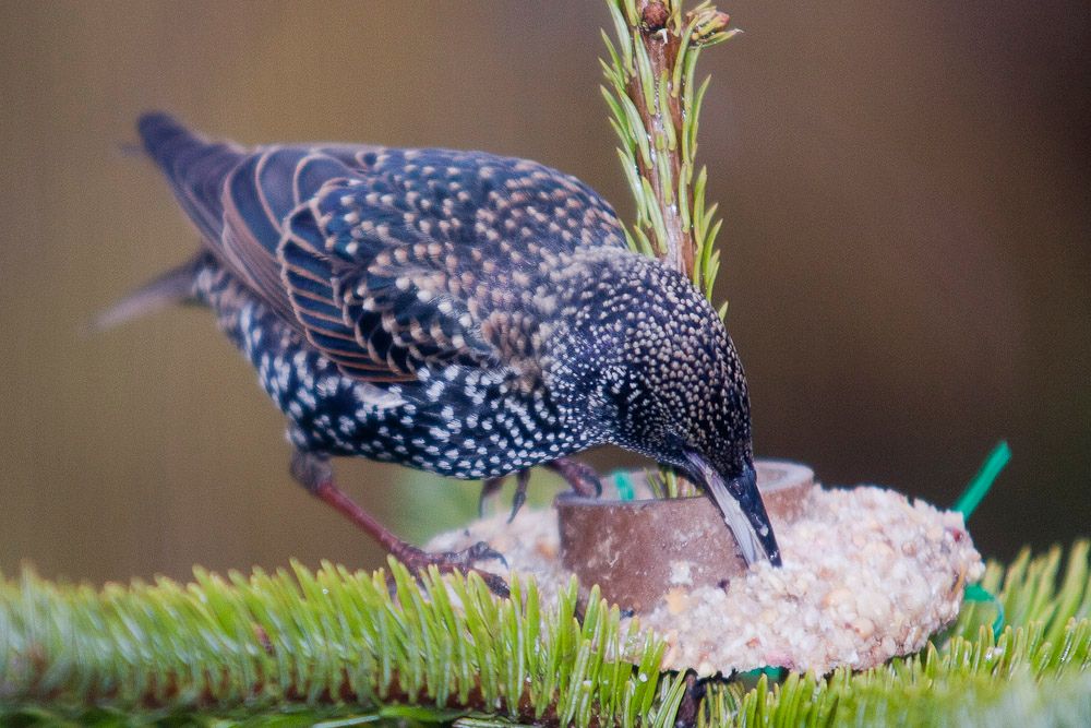 Starling-4.jpg