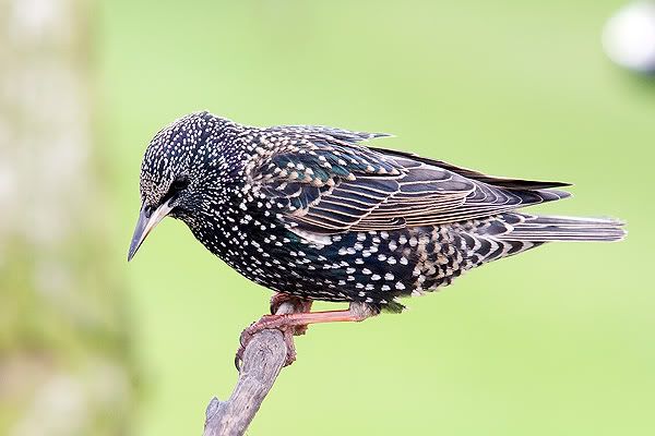 Starling-perch.jpg