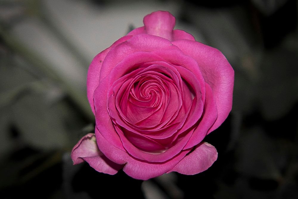 rose-7.jpg