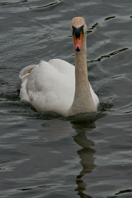 swan2.jpg