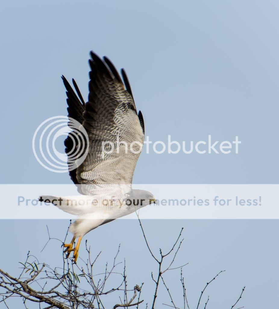 White-tailedHawk_zps388358e6.jpg