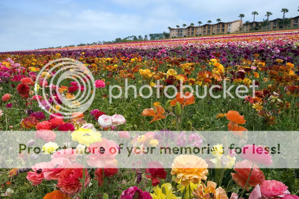 TheFlowerFields12.jpg