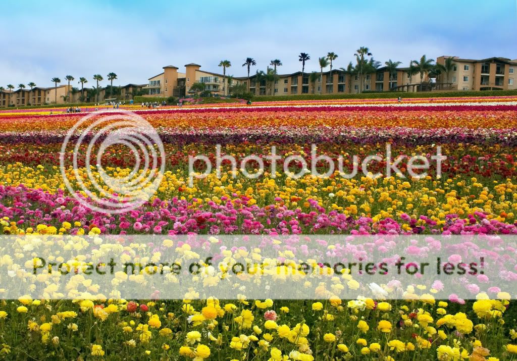 TheFlowerFields5.jpg