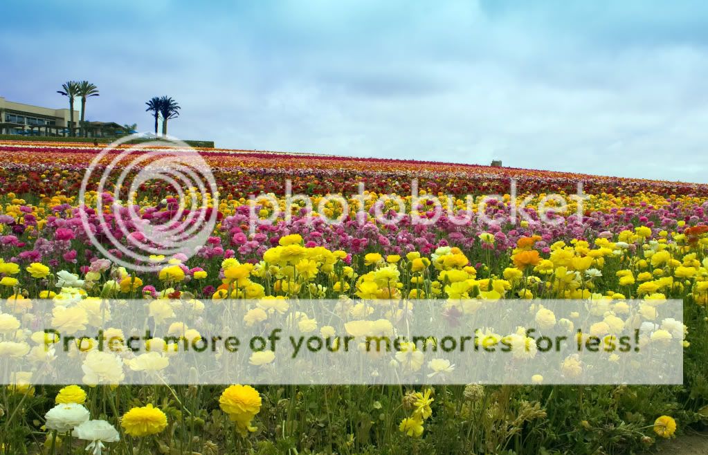 TheFlowerFields7.jpg