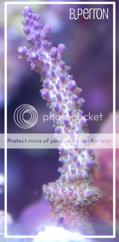 Purplecreamsiclecopy.jpg