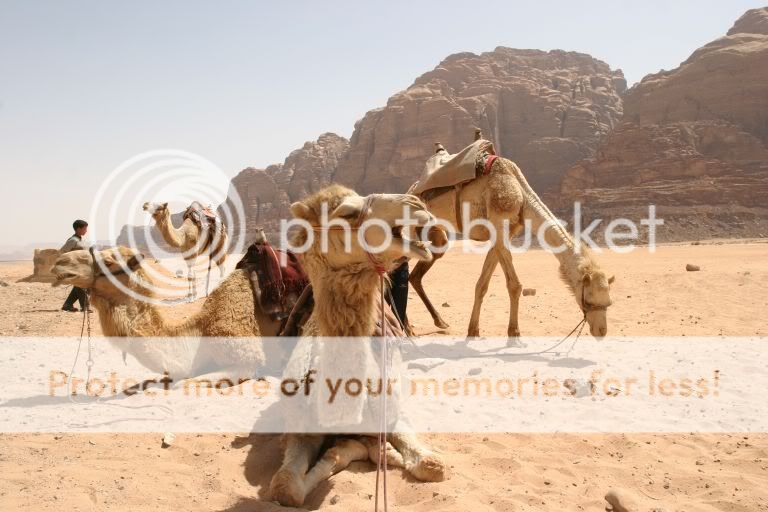 camels.jpg