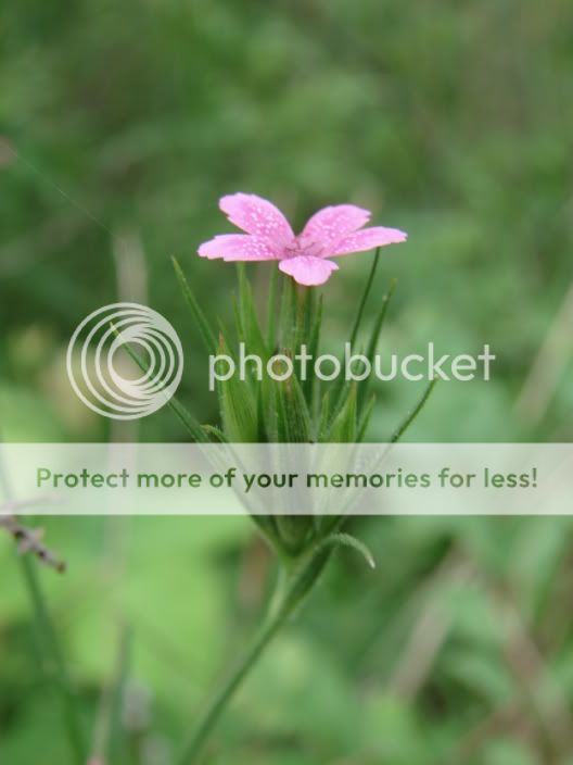 pinkflower1.jpg