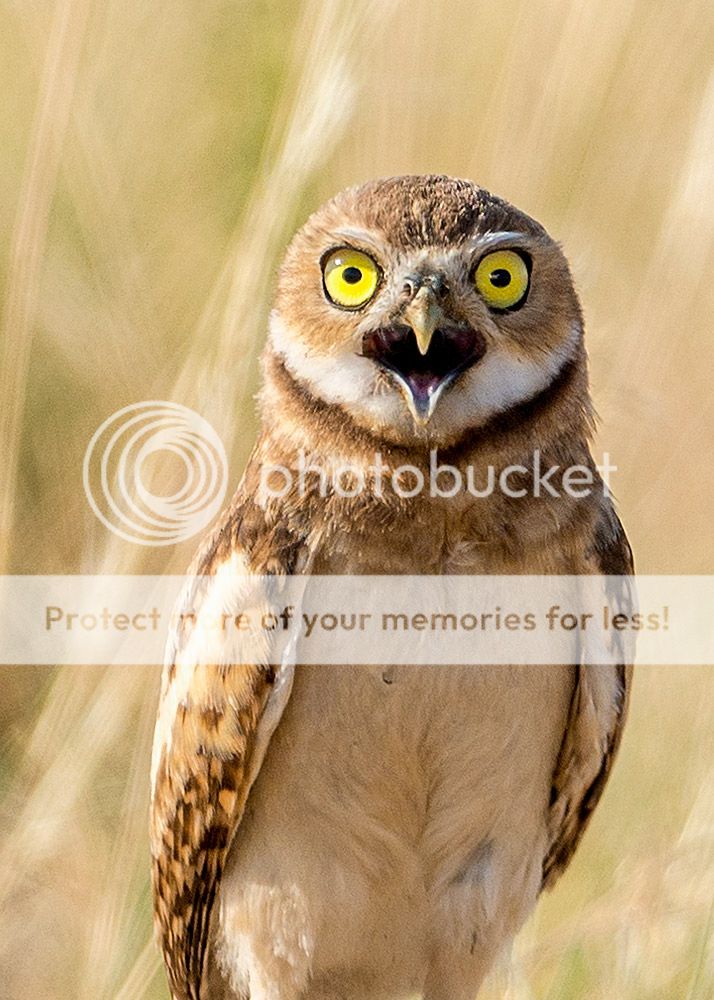 burrowing_owl_3_zps57f5ad65.jpg