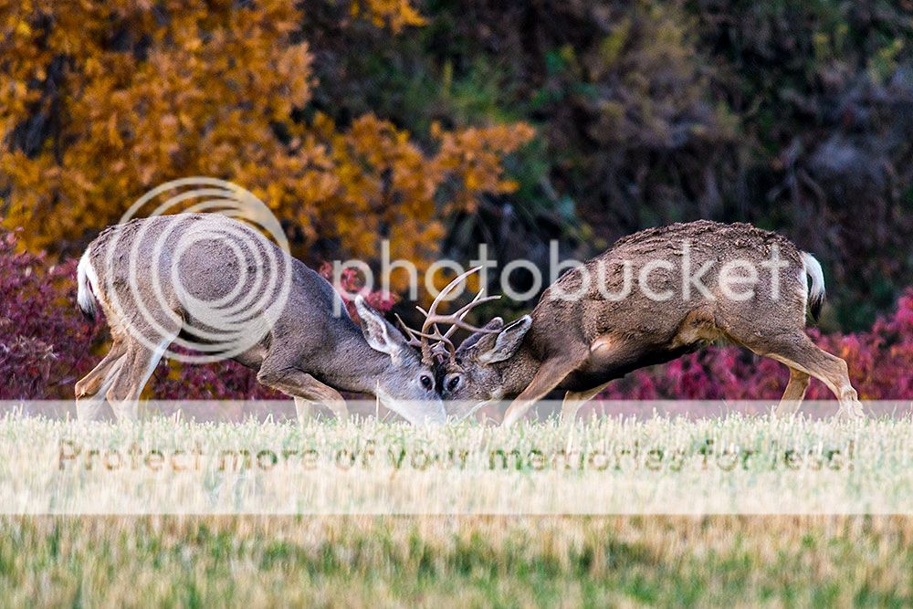 deer2_zps431cf669.jpg~original